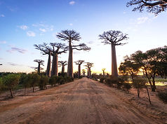 Avenue of the Baobabs at sunrise, Madagascar