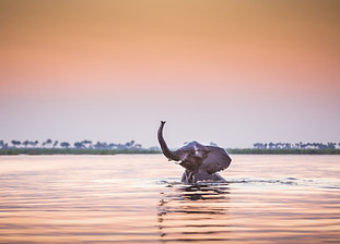 An elephant swimming in deep water