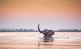 An elephant swimming in deep water