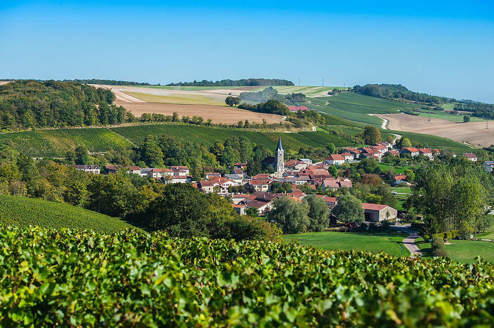 Champagne vineyards in the Cote des Bar Champagne France Photographer Esperanza33 _ iStock