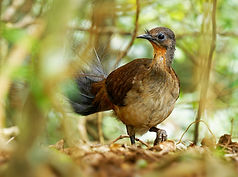 Albert's Lyrebird Photographer Phototrip
