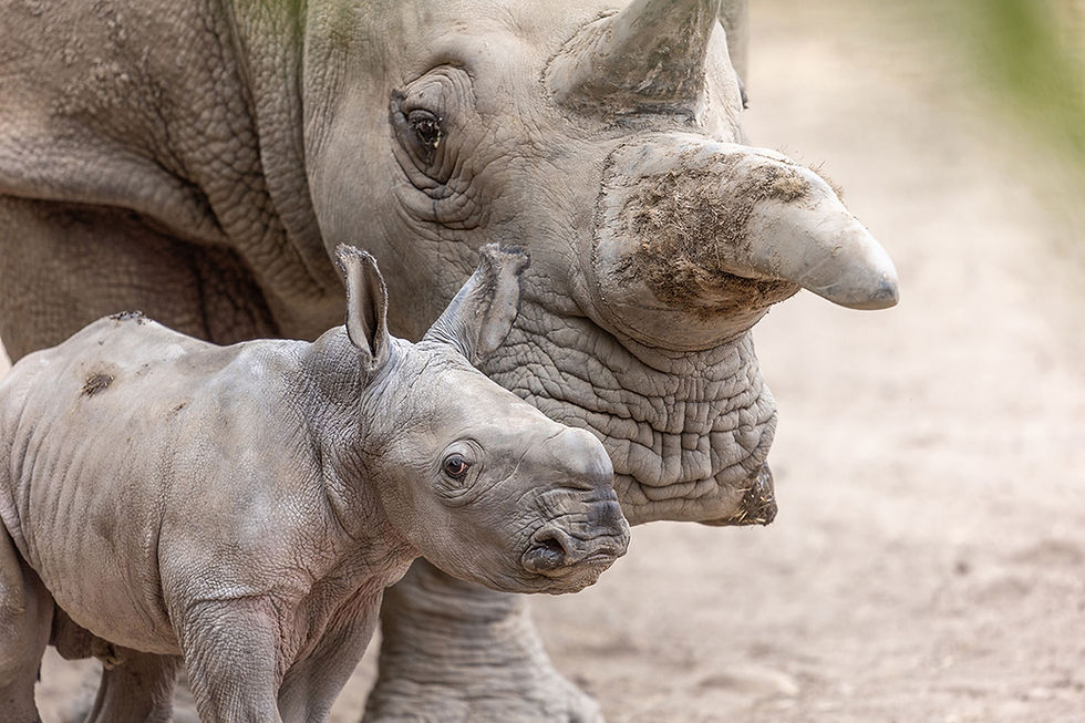 Two tons of love and one very big baby boy – Ozzy and mom are doing great.jpg