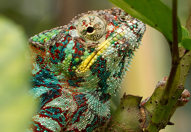 A chameleon in Madagascar
