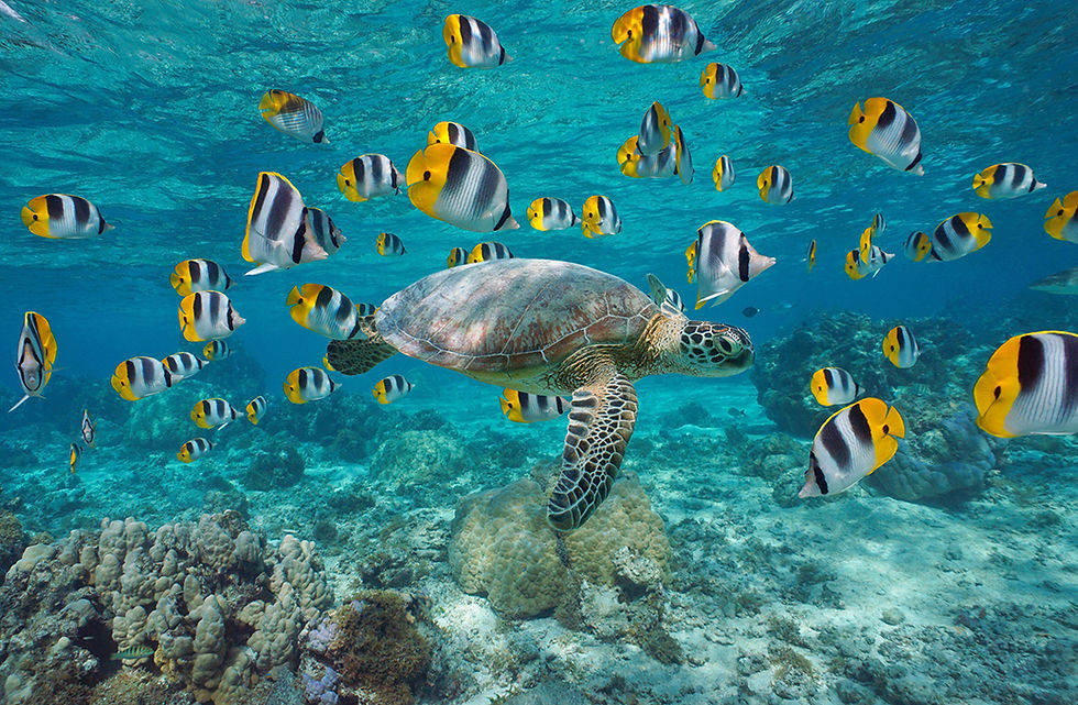 A green sea turtle with a school of tropical butterflyfish swimming in one of the lagoons 