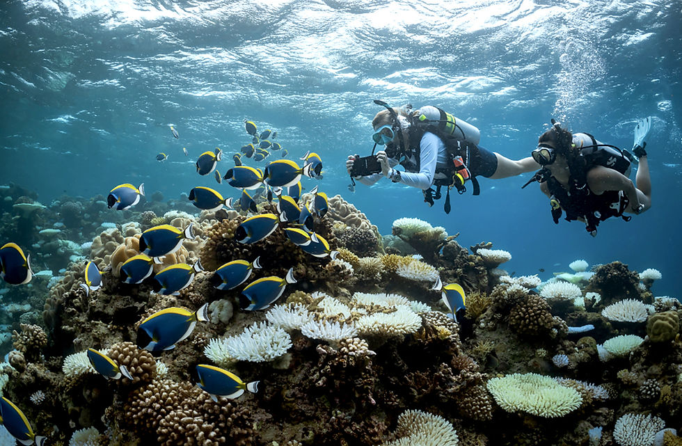 Diving amongst coral and tropical fish