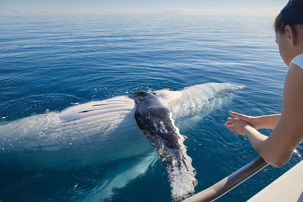 Whale watching on K’gari (Fraser Island), Queensland with SeaLink Marine and Tourism