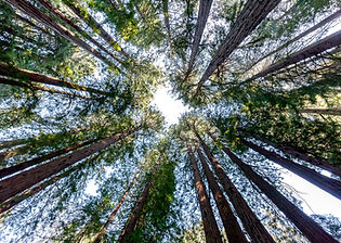  Redwood trees in Muir Woods National Monument, Marin County, California, USA