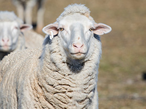 A sheep looks at the camera for Animals Australia charity