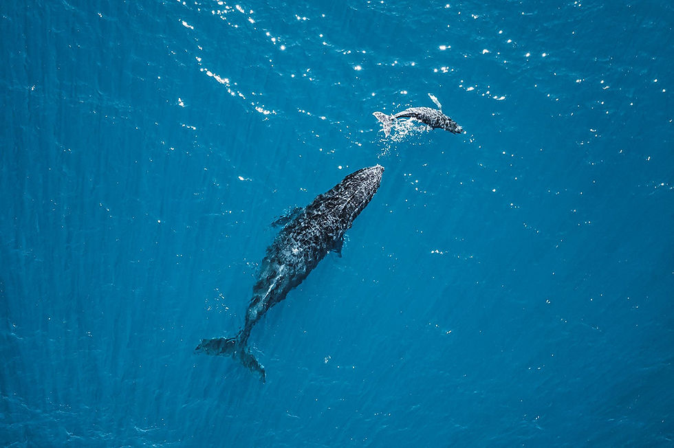 A humpback whale and calf swimming together along Western Australia’s Coral Coast Image courtesy Australia’s Coral Coast