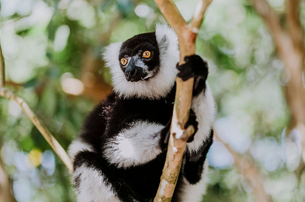 Solo travel to Palmarium Reserve in Madagascar