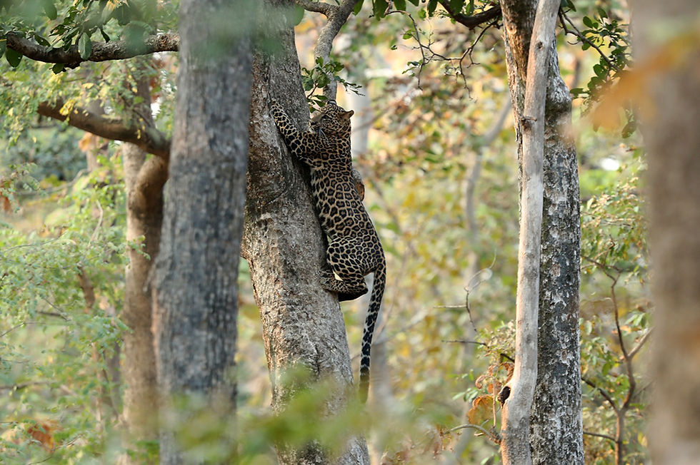 Majestic leopard spotted at Pench National Park
