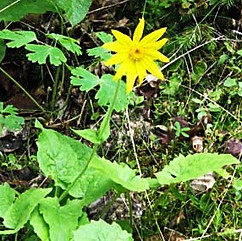 arnica_edited.jpg