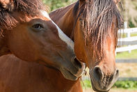 this old horse image.jpg