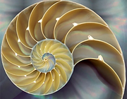 shell.png