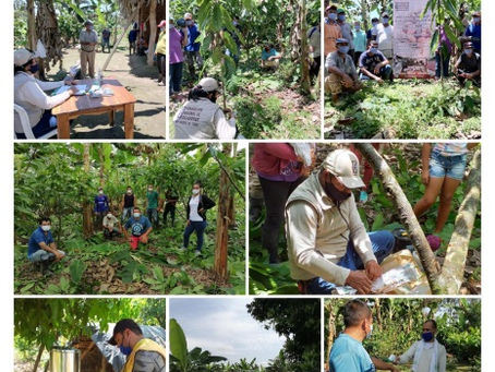 Regresa la formación en manejo integral del cultivo de cacao a través de la capacitación grupal
