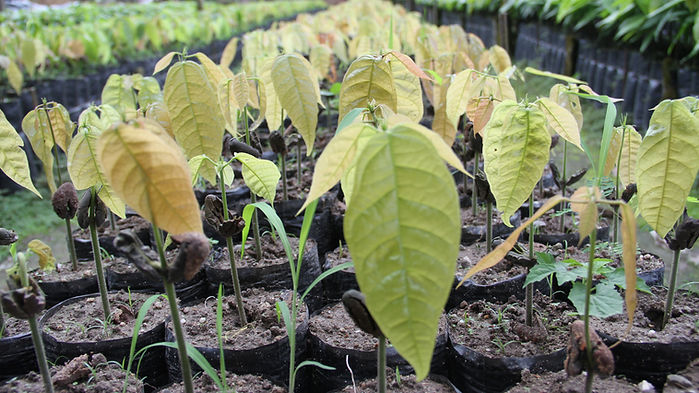 Fruto de cacao
