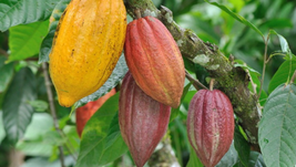 Colombia participará con nueve muestras de cacao en la edición “International Cocoa Awards” de 2021