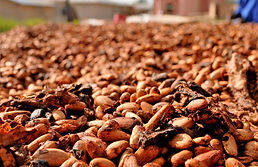 Fruto de cacao