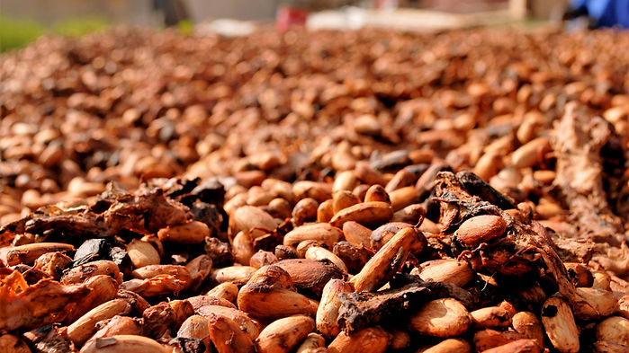Fruto de cacao