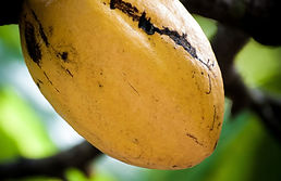 Fruto de cacao