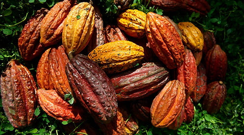 Frutos de cacao