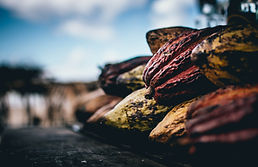 Fruto de cacao