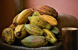 Fruto de cacao