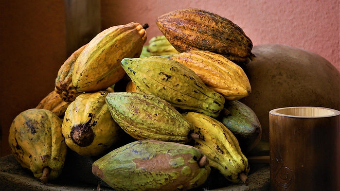 Fruto de cacao