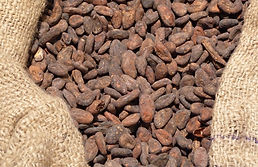 Fruto de cacao