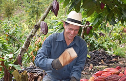 Fruto de cacao