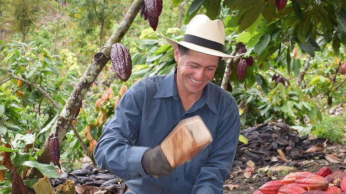 Fruto de cacao