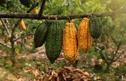 Fruto de cacao