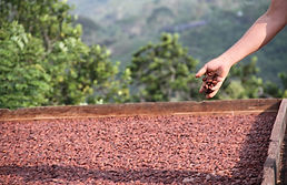 Fruto de cacao