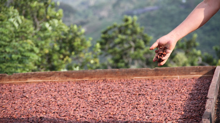 Fruto de cacao