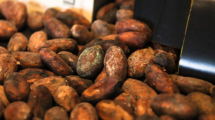 Frutos de cacao