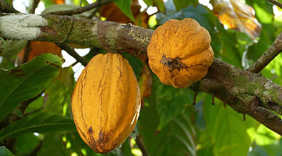 Granos de cacao en árbol