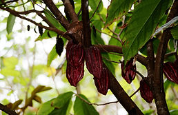 Fruto de cacao