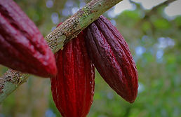 Fruto de cacao