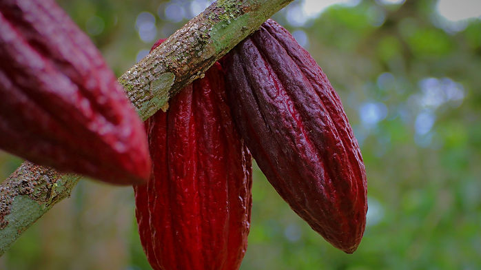 Fruto de cacao