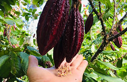 Fruto de cacao