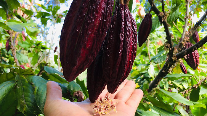 Fruto de cacao