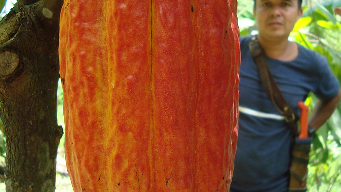 Fruto de cacao