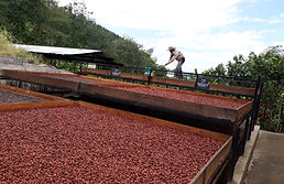 Fruto de cacao