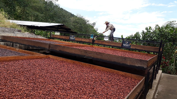 Fruto de cacao