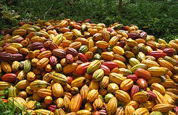 Fruto de cacao