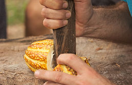 Fruto de cacao