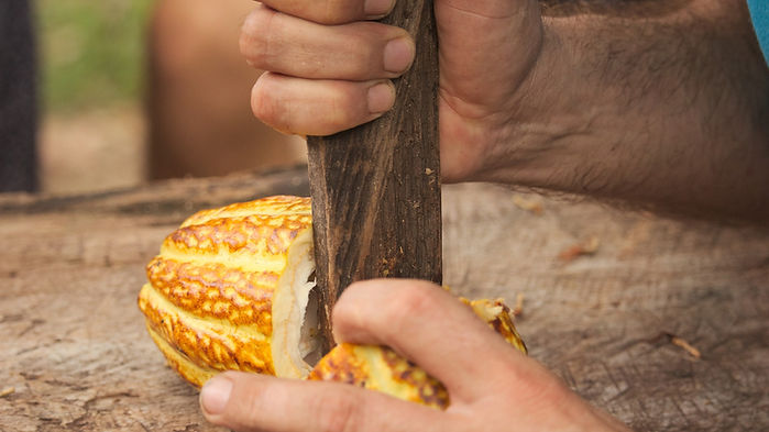 Fruto de cacao