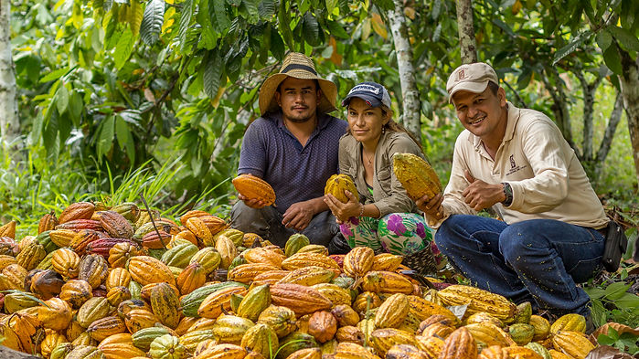 Fruto de cacao