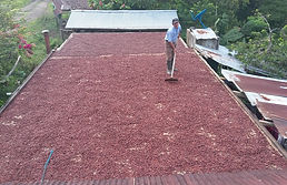 Fruto de cacao