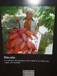 Revisa de cacao